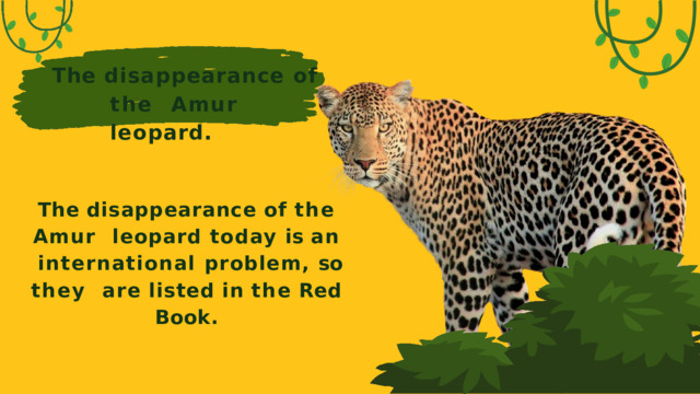 The disappearance of  the Amur  leopard. The  disappearance  of  the  Amur leopard today is an international problem, so they are  listed  in  the  Red  Book.