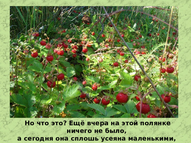 Но что это? Ещё вчера на этой полянке ничего не было, а сегодня она сплошь усеяна маленькими, красными, словно драгоценными, камешками.