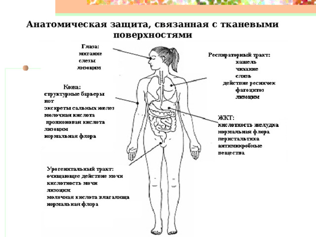 Анатомическая защита, связанная с тканевыми поверхностями