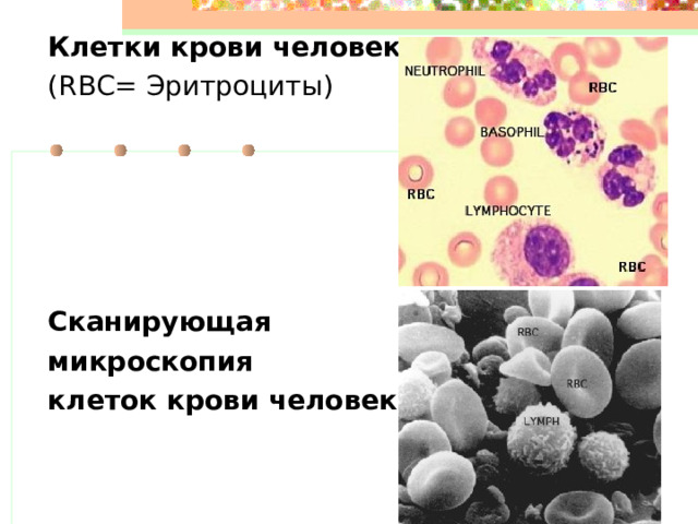 Клетки крови человека (RBC= Эритроциты)     Сканирующая микроскопия клеток крови человека