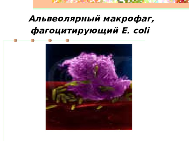 Альвеолярный макрофаг, фагоцитирующий E. coli