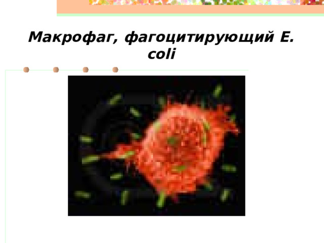 Макрофаг, фагоцитирующий E. coli