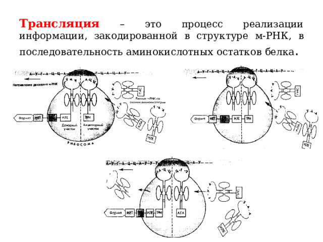 Трансляция – это процесс реализации информации, закодированной в структуре м-РНК, в последовательность аминокислотных остатков белка .