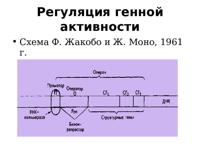 Регуляция генной активности