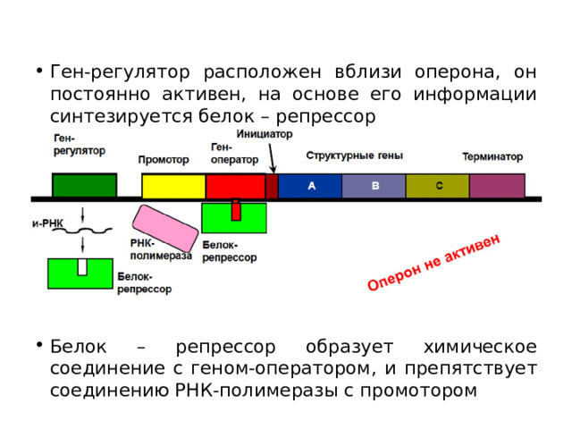 Ген-регулятор расположен вблизи оперона, он постоянно активен, на основе его информации синтезируется белок – репрессор Белок – репрессор образует химическое соединение с геном-оператором, и препятствует соединению РНК-полимеразы с промотором