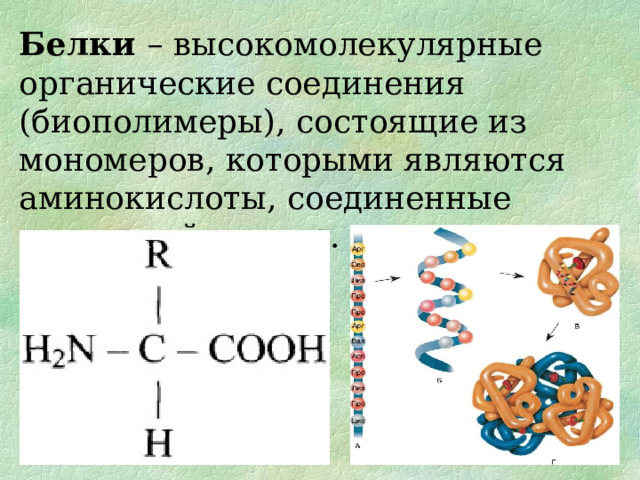 Белки – высокомолекулярные органические соединения (биополимеры), состоящие из мономеров, которыми являются аминокислоты, соединенные пептидной связью.
