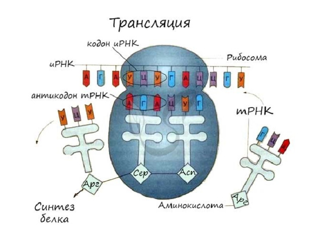 Какой процесс происходит в органоиде показанном на рисунке образование рибосом синтез белка