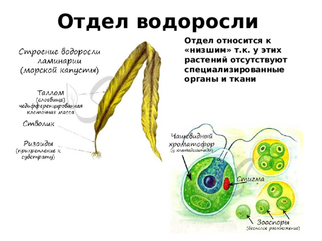 Отдел водоросли Отдел относится к «низшим» т.к. у этих растений отсутствуют специализированные органы и ткани