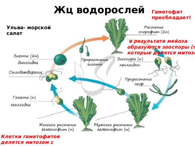 Жц водорослей Гаметофит преобладает! Ульва- морской салат   в результате мейоза образуются зооспоры (n), которые делятся митозом Клетки гаметофитов делятся митозом с образованием гамет