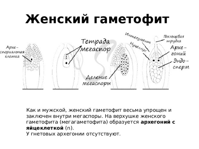 Женский гаметофит Как и мужской, женский гаметофит весьма упрощен и заключен внутри мегаспоры. На верхушке женского гаметофита (мегагаметофита) образуется архегоний с яйцеклеткой (n). У гнетовых архегонии отсутствуют.