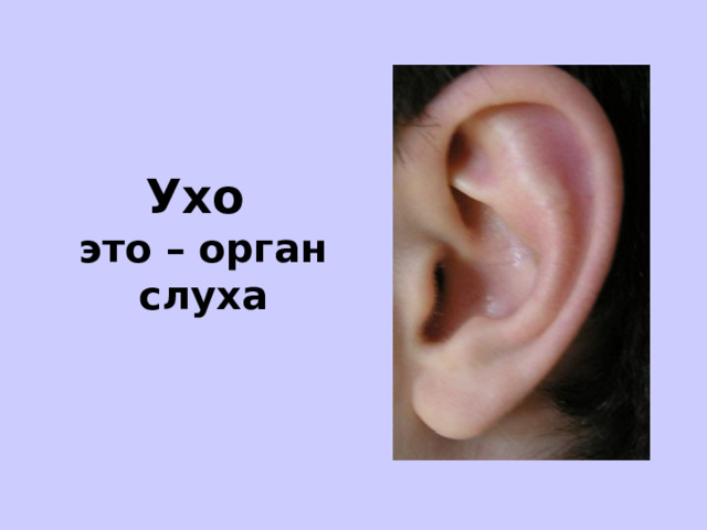Ухо  это – орган слуха