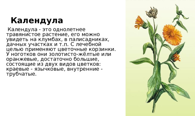 Календула  Календула - это однолетнее травянистое растение, его можно увидеть на клумбах, в палисадниках, дачных участках и т.п. С лечебной целью применяют цветочные корзинки. У ноготков они золотисто-жёлтые или оранжевые, достаточно большие, состоящие из двух видов цветков: краевые - язычковые, внутренние - трубчатые. 