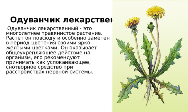 Одуванчик лекарственный  Одуванчик лекарственный - это многолетнее травянистое растение. Растет он повсюду и особенно заметен в период цветения своими ярко желтыми цветками.  Он оказывает общеукрепляющее действие на организм, его рекомендуют принимать как успокаивающее, снотворное средство при расстройствах нервной системы.