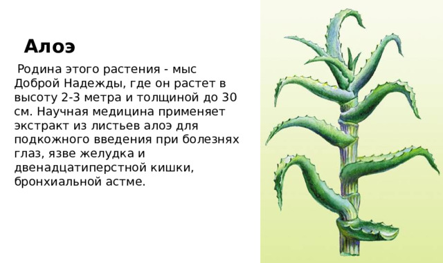 Алоэ  Родина этого растения - мыс Доброй Надежды, где он растет в высоту 2-3 метра и толщиной до 30 см. Научная медицина применяет экстракт из листьев алоэ для подкожного введения при болезнях глаз, язве желудка и двенадцатиперстной кишки, бронхиальной астме. 