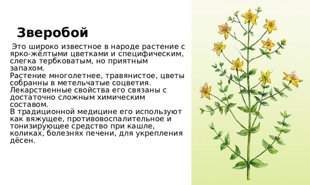 Зверобой  Это широко известное в народе растение с ярко-жёлтыми цветками и специфическим, слегка тербковатым, но приятным запахом.   Растение многолетнее, травянистое, цветы собранны в метельчатые соцветия. Лекарственные свойства его связаны с достаточно сложным химическим составом.   В традиционной медицине его используют как вяжущее, противовоспалительное и тонизирующее средство при кашле, коликах, болезнях печени, для укрепления дёсен. 