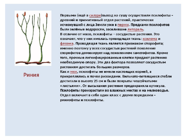 Ароморфозы риниофитов. Псилофиты и риниофиты. Мхи псилофиты. Первые наземные растения. Выход растений на сушу псилофиты.