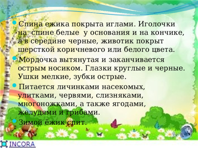 Спина ежика покрыта иглами. Иголочки на спине белые у основания и на кончике, а в середине черные, животик покрыт шерсткой коричневого или белого цвета. Мордочка вытянутая и заканчивается острым носиком. Глазки круглые и черные. Ушки мелкие, зубки острые. Питается личинками насекомых, улитками, червями, слизняками, многоножками, а также ягодами, желудями и грибами. Зимой ёжик спит.