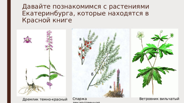 Давайте познакомимся с растениями Екатеринбурга, которые находятся в Красной книге Спаржа лекарственная Ветровник вильчатый Дремлик темно-красный