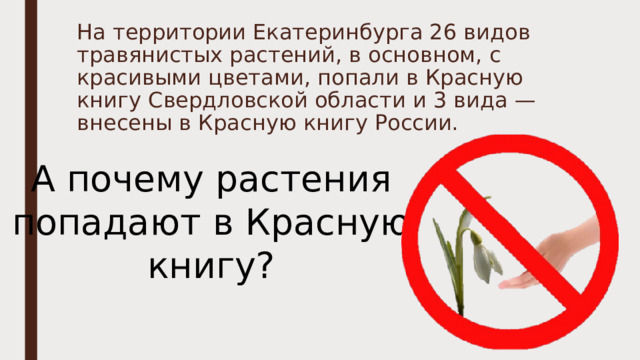 А почему растения попадают в Красную книгу? На территории Екатеринбурга 26 видов травянистых растений, в основном, с красивыми цветами, попали в Красную книгу Свердловской области и 3 вида — внесены в Красную книгу России.