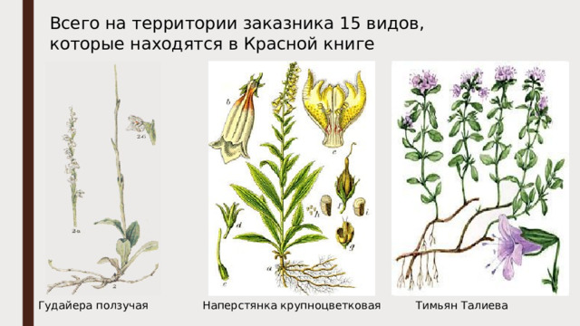 Всего на территории заказника 15 видов, которые находятся в Красной книге Гудайера ползучая Наперстянка крупноцветковая Тимьян Талиева