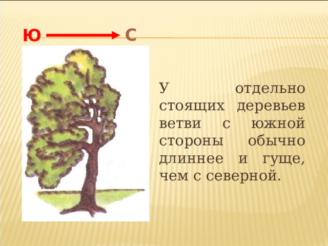 С Ю  У отдельно стоящих деревьев ветви с южной стороны обычно длиннее и гуще, чем с северной.