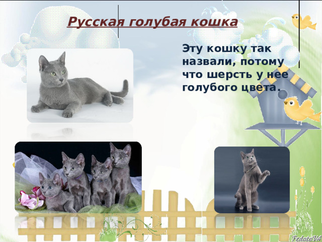 Русская голубая кошка Эту кошку так назвали, потому что шерсть у нее голубого цвета.