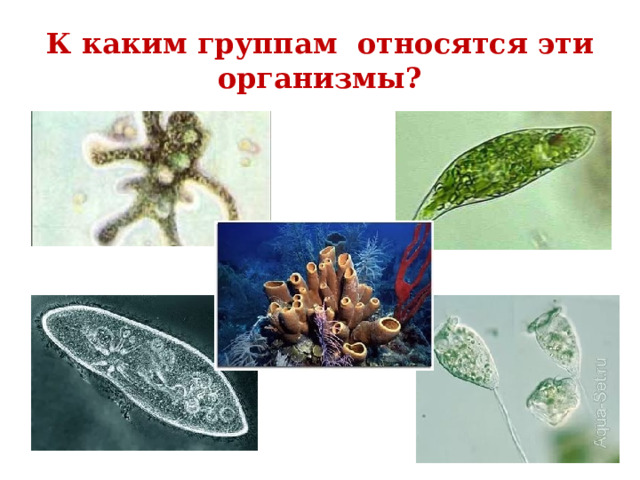 К каким группам относятся эти организмы?