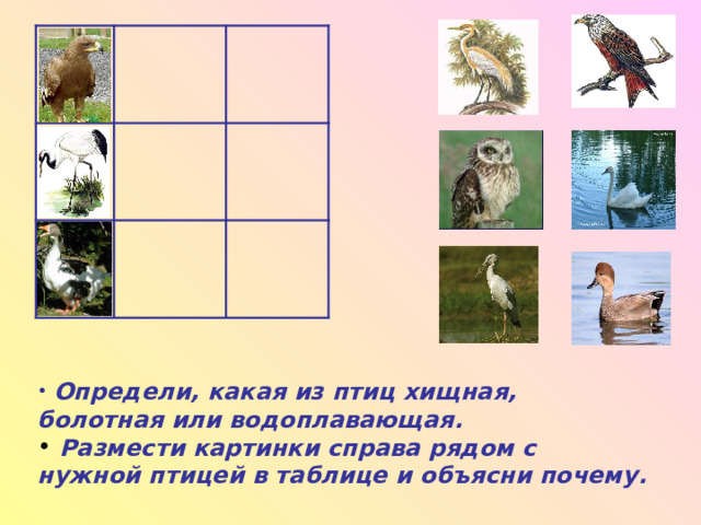 Определи, какая из птиц хищная, болотная или водоплавающая.  Размести картинки справа рядом с нужной птицей в таблице и объясни почему.