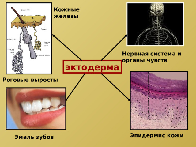 Кожные железы Нервная система и органы чувств эктодерма Роговые выросты Эпидермис кожи Эмаль зубов
