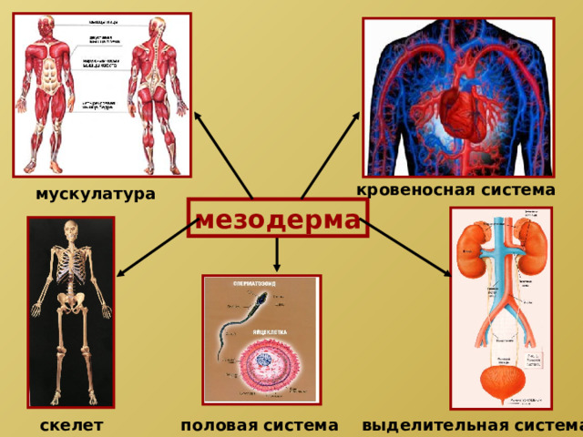кровеносная система мускулатура мезодерма половая система скелет выделительная система