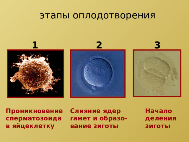 этапы оплодотворения 2 1 3 Проникновение Слияние ядер Начало деления сперматозоида гамет и образо- зиготы в яйцеклетку вание зиготы
