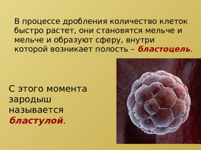 В процессе дробления количество клеток быстро растет, они становятся мельче и мельче и образуют сферу, внутри которой возникает полость – бластоцель . С этого момента зародыш называется бластулой .