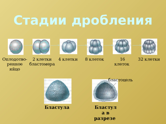 Стадии дробления Оплодотво-ренное яйцо 2 клетки бластомера 4 клетки 8 клеток 16 клеток 32 клетки бластоцель Бластула  Бластула в разрезе