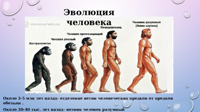 Эволюция человека Около 3-5 млн лет назад- отделение ветви человеческих предков от предков обезьян . Около 30-40 тыс. лет назад- возник человек разумный