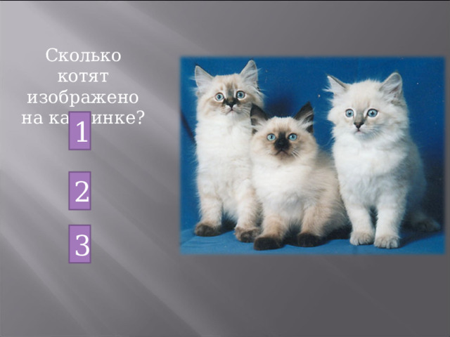 Сколько котят изображено на картинке? 1 2 3