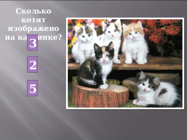 Сколько котят изображено на картинке? 3 2 5