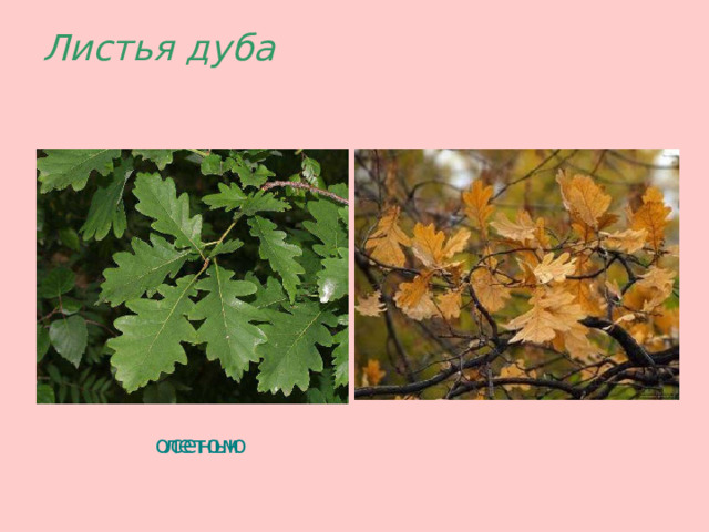 Листья дуба  осенью  летом