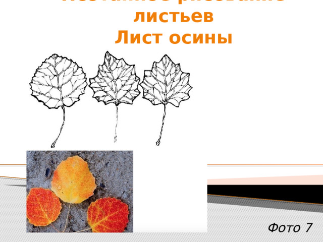 Поэтапное рисование листьев  Лист осины                   Фото 7                      