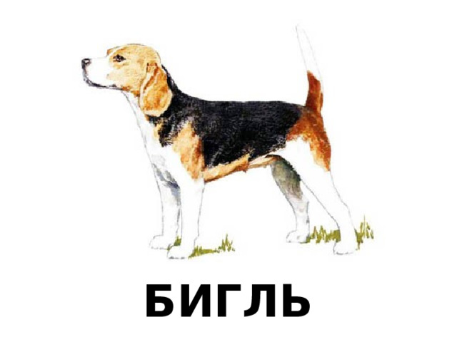 БИГЛЬ