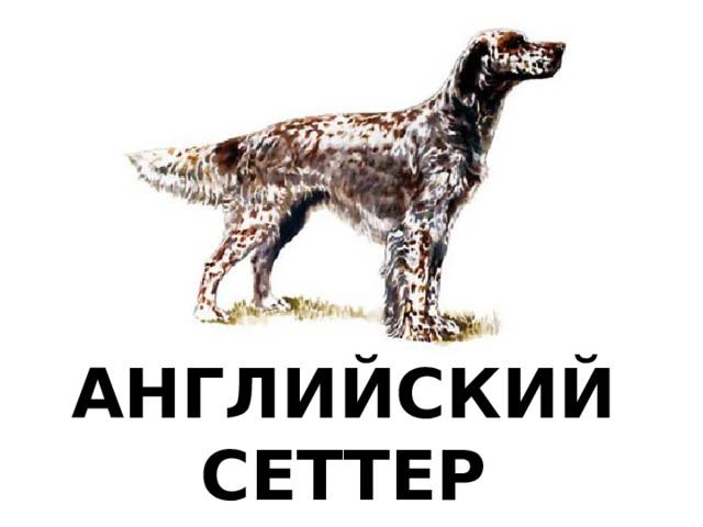 АНГЛИЙСКИЙ СЕТТЕР