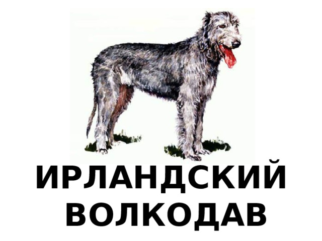 ИРЛАНДСКИЙ  ВОЛКОДАВ