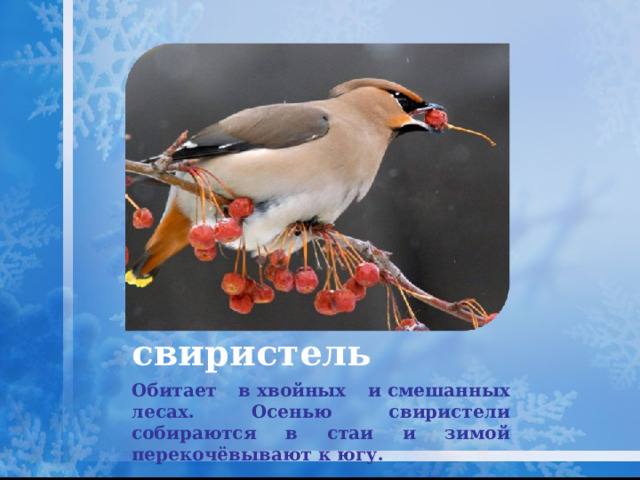 свиристель Обитает в хвойных и смешанных лесах. Осенью свиристели собираются в стаи и зимой перекочёвывают к югу.