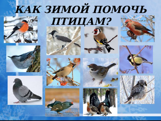 Как зимой помочь птицам?