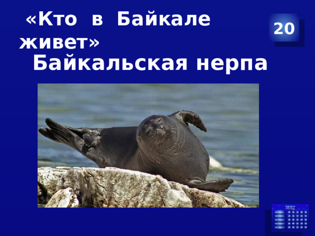 «Кто в Байкале живет» 20 Байкальская нерпа