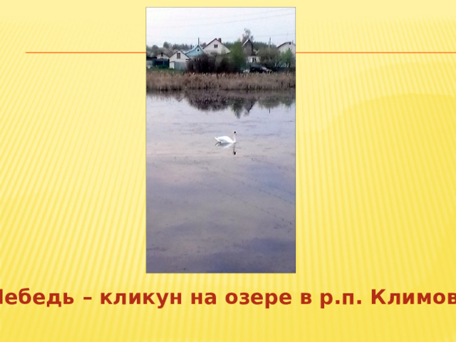 Лебедь – кликун на озере в р.п. Климово