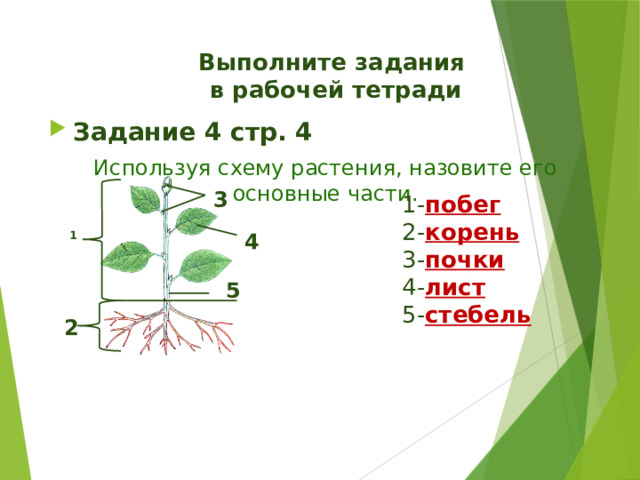 Выполните задания  в рабочей тетради Задание 4 стр. 4 Используя схему растения, назовите его основные части. 3 1- побег 2- корень 3- почки 4- лист 5- стебель  4 1 5 2