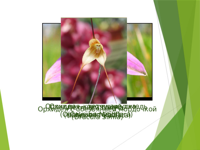 Летящий голубь (Habenaria Radiata) Орхидея – хохочущий шмель Орхидея – летящая утка (Ophrys bomybliflora) (Caleana Major) Орхидея с обезьяньей мордочкой (Dracula Simia)