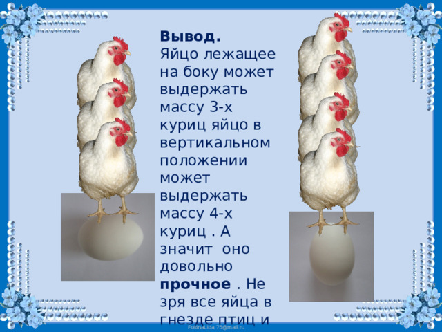 Вывод. Яйцо лежащее на боку может выдержать массу 3-х куриц яйцо в вертикальном положении может выдержать массу 4-х куриц . А значит оно довольно прочное . Не зря все яйца в гнезде птиц и даже в контейнерах в магазине вертикально .