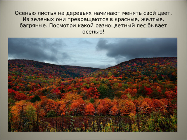 Осенью листья на деревьях начинают менять свой цвет. Из зеленых они превращаются в красные, желтые, багряные. Посмотри какой разноцветный лес бывает осенью!