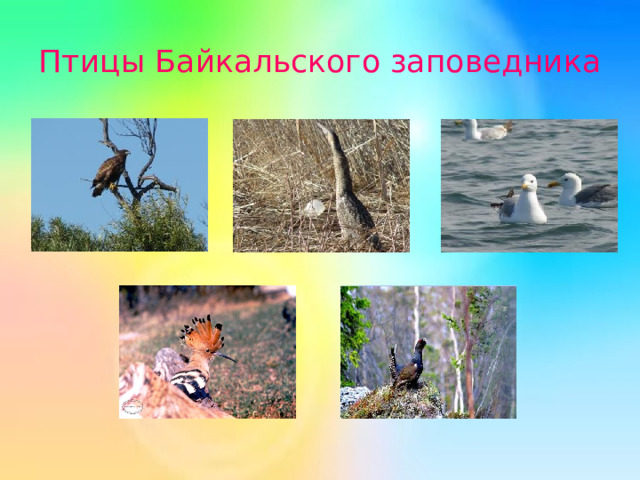 Птицы Байкальского заповедника